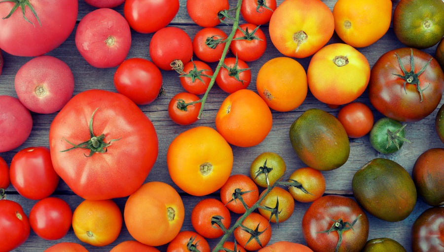 pomidory właściwości - właściwości pomidorów