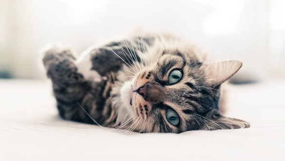 Coś ty kotku miau…, czyli co trzeba wiedzieć „zapraszając” kota do siebie?