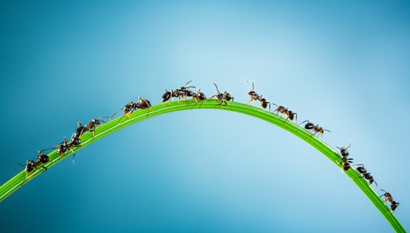 Palący problem: o ugryzieniu mrówki